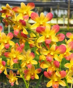 Red Yellow 20 Seedling
