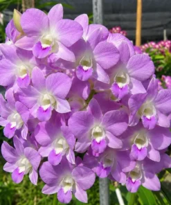 Near to bloom Dendrobium Surprise Blue