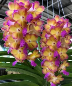 Vanda Rapeepath Yellow Blooming Size