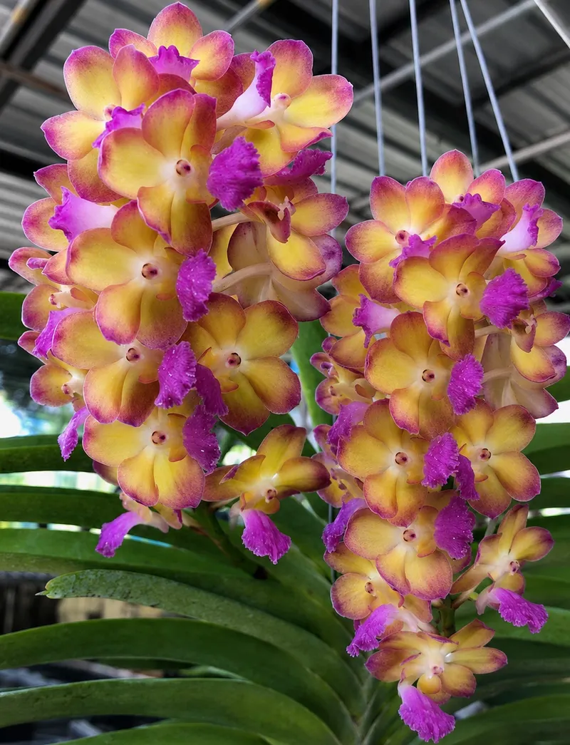 Vanda Rapeepath Yellow Blooming Size
