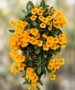 Dendrobium Jenkinsii ( JENKIS ORANGE ) Blooming Size - Mounted