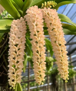 Rhynchostylis Creamy Foxtail Blooming Size