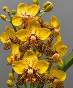 Vanda Lame Goodfellow Blooming Size