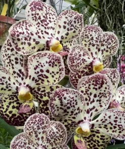 Vanda 54 Blooming Size