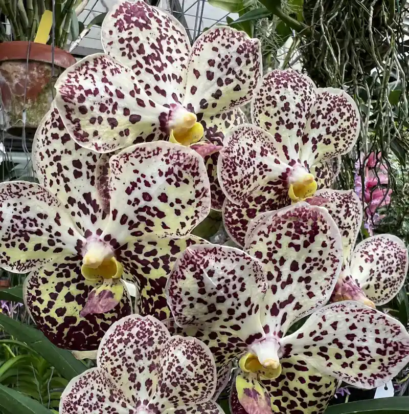 Vanda 54 Blooming Size