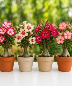 Adenium