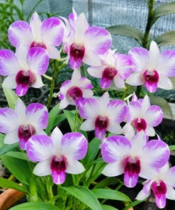 Fuji Splash Seedling