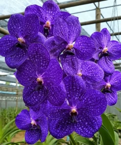 Vanda Pachara Blue Blooming Size