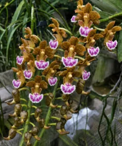 Vanda Flabellata ( FB Pink Lip ) Blooming Size