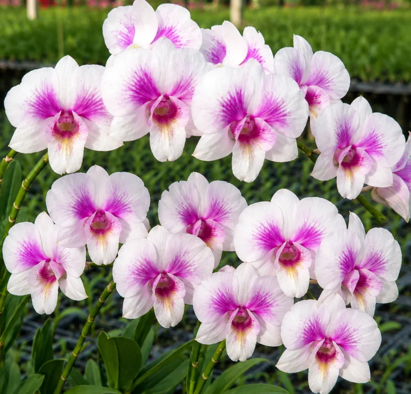 Dendrobium Paragon Splash 31 Near to Blooming Size