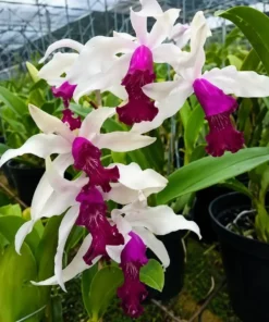 Cattleya Violacea x Myrmecophila Thomsoniana Blooming Size