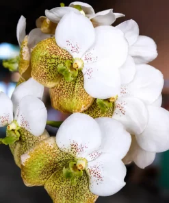 Vanda White Yellow Two Tone 304 Blooming Size