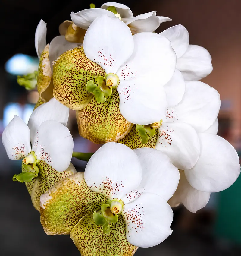 Vanda White Yellow Two Tone 304 Blooming Size