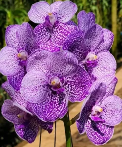 Vanda Somsri Blue Classic × V. Chulee Blooming Size