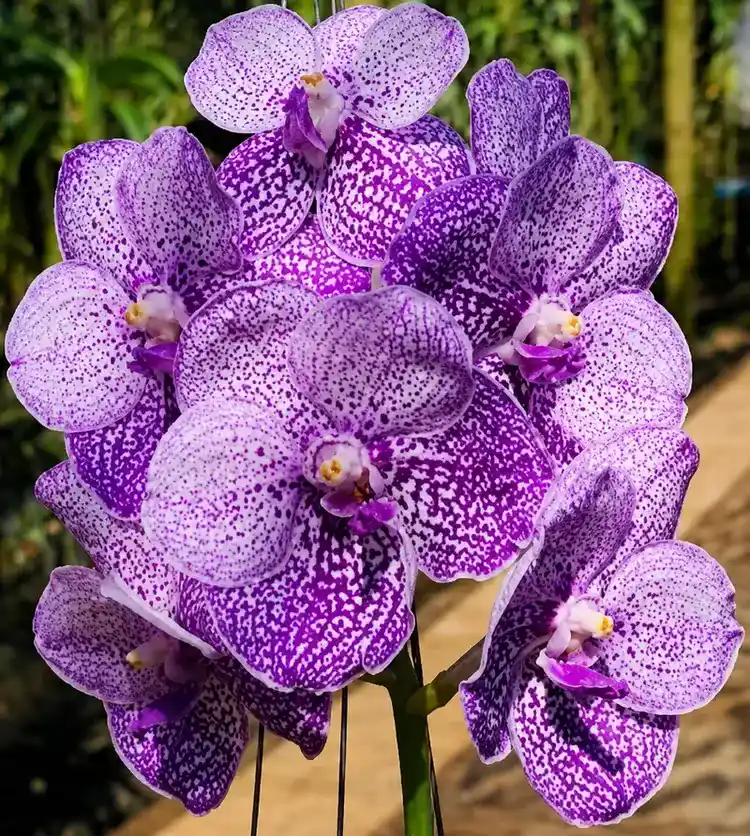 Vanda Somsri Blue Classic × V. Chulee Blooming Size