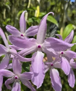 Dendrobium Onomanu 3 Lip Blooming Size - Mounted