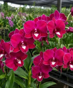 Red Lucky 3 Seedling
