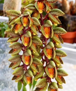 Catasetum Schunkei Blooming Size - Mounted