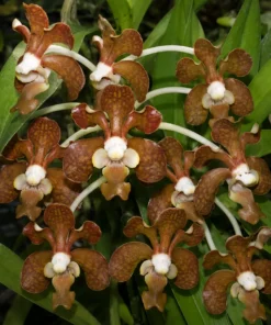 Vanda Brunnea (BRUNA) Blooming Size