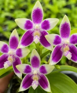 Ready to Flower Size Phalaenopsis Speciosa F.livid’Summer Blue x (Yang Yang Blue Angel- Lueddemanniana)