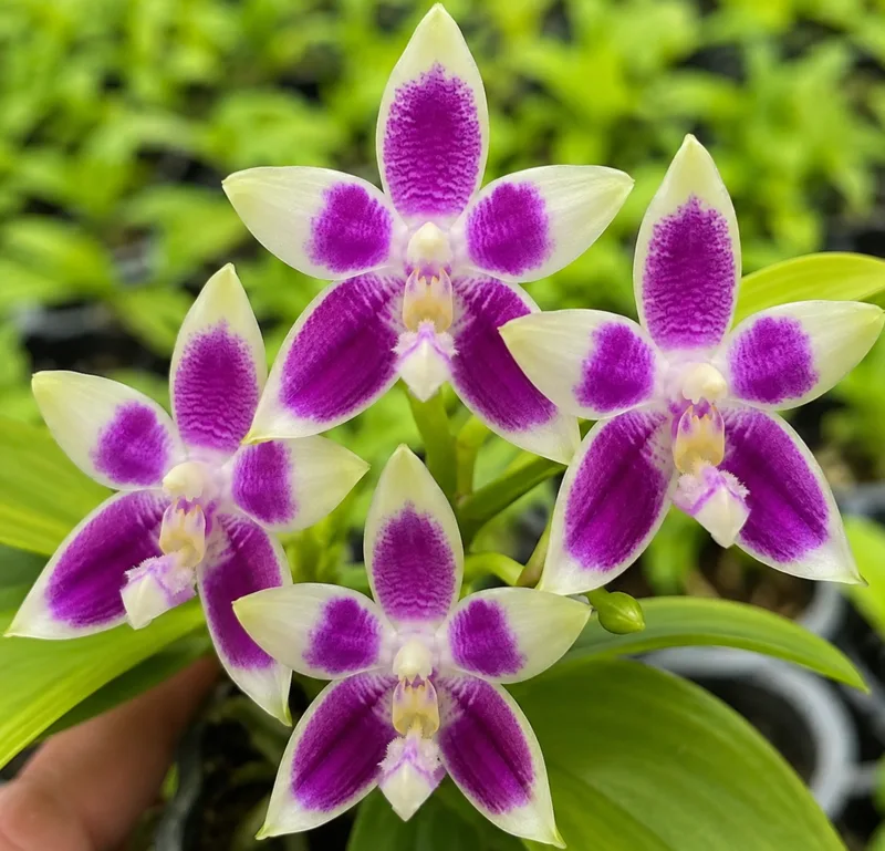 Ready to Flower Size Phalaenopsis Speciosa F.livid’Summer Blue x (Yang Yang Blue Angel- Lueddemanniana)