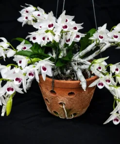 Dendrobium Parishii Semi Alba (PARIS AB) Blooming Size - Mounted