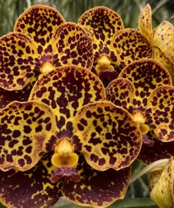 Vanda Kuay Jai Loong x Suksamran Blooming Size