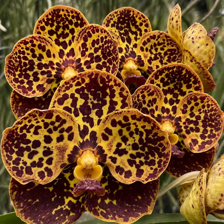 Vanda Kuay Jai Loong x Suksamran Blooming Size