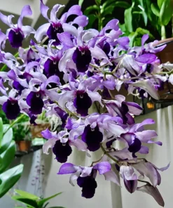Ready to Flower Size Dendrobium Raya Blue