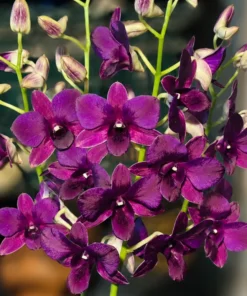 Siam Blue Seedling
