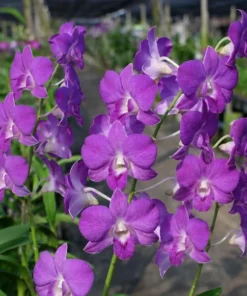 Near to bloom Dendrobium Sapphine Blue