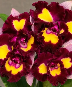 Cattleya Lady Gaga Blooming Size