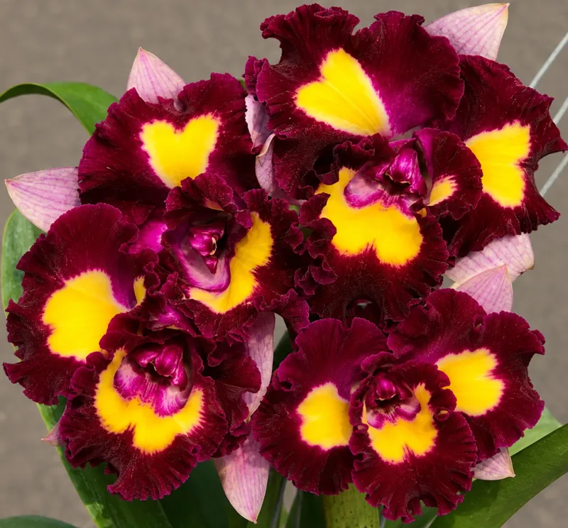 Cattleya Lady Gaga Blooming Size