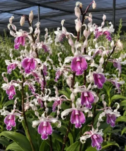 Lasian Sweet 59 Seedling