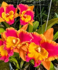 Cattleya Rungnpapa Fancy Warm Welcome Blooming Size