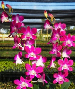 Pink Blue 8 Seedling