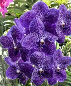 Vanda Anek x Ponpimol x Kulwadee Blooming Size