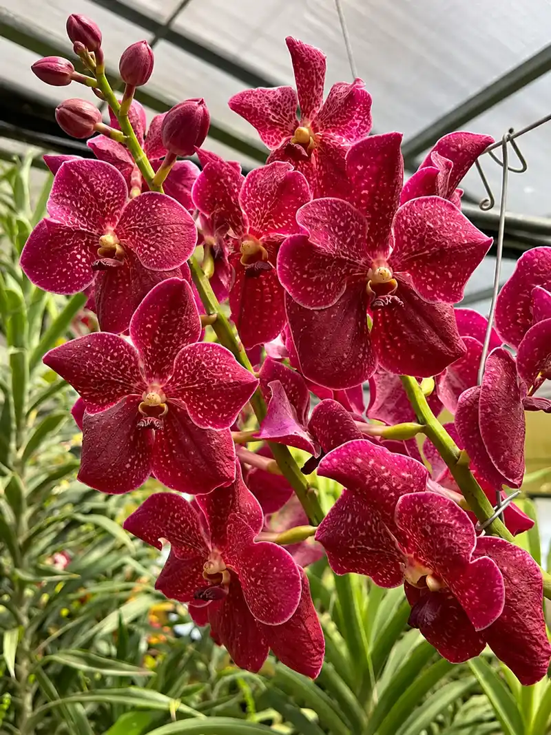 Vanda Suwannaphum Choco Blooming Size