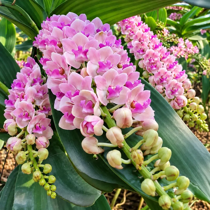 Rhynchostylis Pink Blue 13 (GIGANTEA NO.13) Seedling