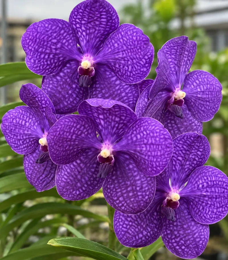 Vanda 140 Blooming Size