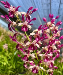 Lasian Pink 88 Seedling