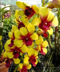 Ready to Flower Size Dendrobium Yellow Splash 258