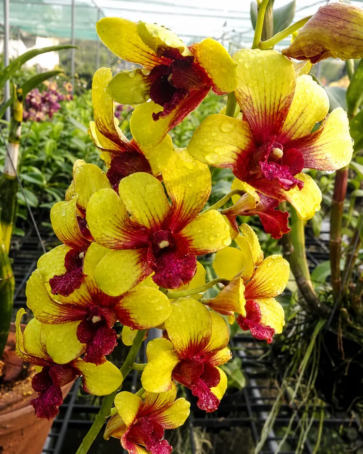 Ready to Flower Size Dendrobium Yellow Splash 258