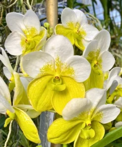 Vanda Sanderriana Alba x Hong Silp Blooming Size