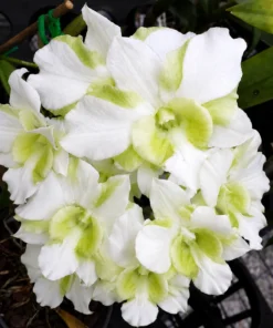 King Dragon White Seedling