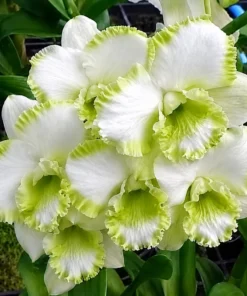 Ready to Flower Size Dendrobium White Doraemon