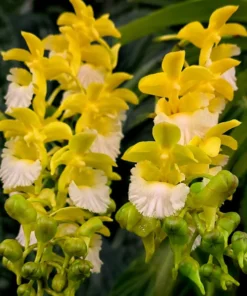 Vanda Flabellata Alba ( FB White Lip ) Blooming Size