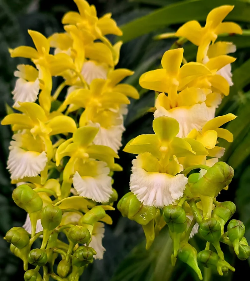 Vanda Flabellata Alba ( FB White Lip ) Blooming Size