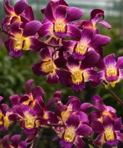 Ready to Flower Size Dendrobium Betty