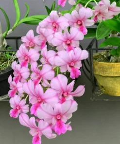 Ready to Flower Size Dendrobium Popeye